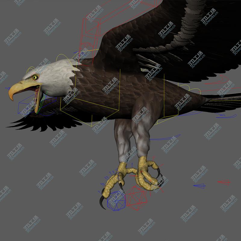 images/goods_img/202105071/3D 3D Bald Eagle American Rigged Model model/3.jpg